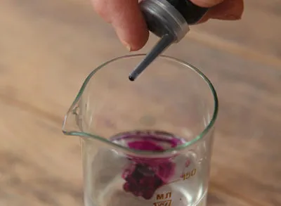 Primrose növekvő magról otthon, mikor kell vetni (magok) Primrose növekvő magról otthon, amikor a koca