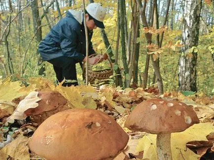Jele, amit a sok gomba az erdőben