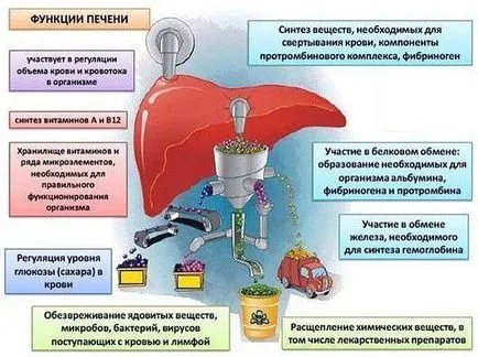 Megelőzése májbetegségek és gyógyszerészeti készítmények népi jogorvoslati