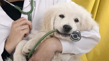 Megfázás tünetei kutyák és hogyan kell kezelni otthon (Dogs) Megfázás tünetei kutyák és hogyan kell kezelni otthon