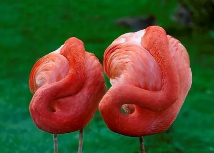 madár flamingó