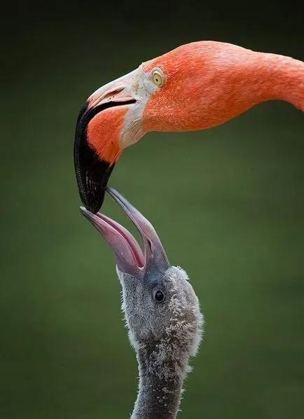 madár flamingó