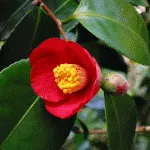 Crocus növény - fénykép és virág típusok, gondoskodás, tenyésztés, földművelés,