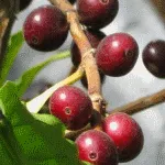 Crocus növény - fénykép és virág típusok, gondoskodás, tenyésztés, földművelés,