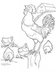 Színező csirke letöltése és nyomtatása (nyomtatás) Színező csirke letöltése és nyomtatása