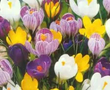 Crocus növény - fénykép és virág típusok, gondoskodás, tenyésztés, földművelés,