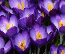 Crocus növény - fénykép és virág típusok, gondoskodás, tenyésztés, földművelés,