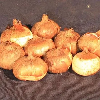 Crocus növény - fénykép és virág típusok, gondoskodás, tenyésztés, földművelés,