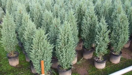 boróka növény rendes fényképet fa, boróka mag tenyésztésre és a bonsai