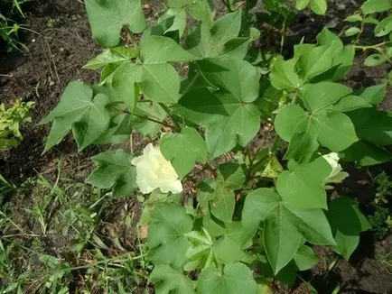 Cotton növény - mi nő régiónkban