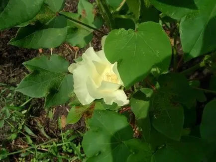 Cotton növény - mi nő régiónkban