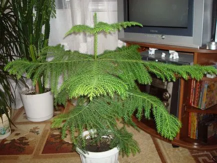 Plant dekoratív karácsonyfa egy bankot - egy alternatív változata egy nagy fa