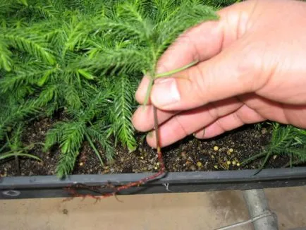 Plant dekoratív karácsonyfa egy bankot - egy alternatív változata egy nagy fa