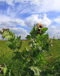 Plant a nadragulya család - jellemzők, funkciók és képek a nadragulya család (South Közép-Amerika) Plant a nadragulya család - jellemzők, funkciók és képek a nadragulya család