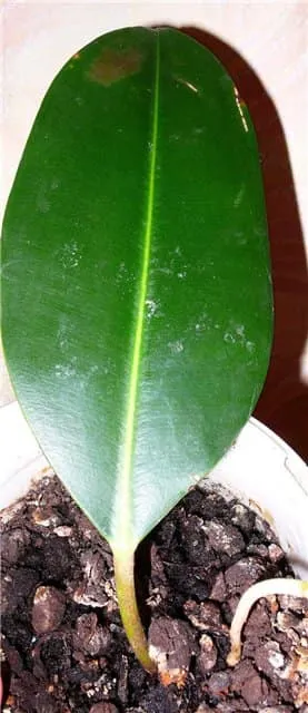 Szaporított ficus magad hatékony módszerek