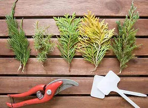 Szaporodás arborvitae dugvány és vetőmag (videó útmutató) (dugványok) Szaporodás arborvitae dugvány és vetőmag (videó útmutató)