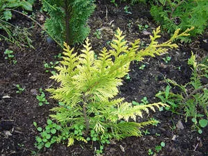 Szaporodás arborvitae dugvány és vetőmag (videó útmutató) (reprodukciós nyugati arborvitae dugványok a magok) Szaporodás arborvitae dugvány és vetőmag (videó útmutató)