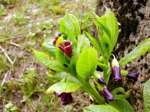 Plant a nadragulya család - jellemzők, funkciók és képek a nadragulya család (jelek) Plant a nadragulya család - jellemzők, funkciók és képek a nadragulya család