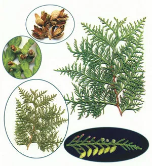 Szaporodás arborvitae dugvány és vetőmag (videó útmutató) (dugványok) Szaporodás arborvitae dugvány és vetőmag (videó útmutató)