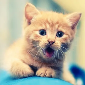 Tisztában vagyunk azzal, hogy miért a cica meows és hogy ez nem veszélyes (miért) Tisztában vagyunk azzal, hogy miért a cica meows és nem veszélyes, ha az