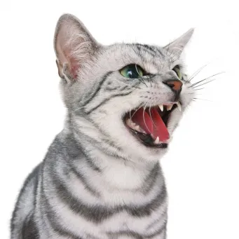 Tisztában vagyunk azzal, hogy miért a cica meows és hogy ez nem veszélyes (meows) Tisztában vagyunk azzal, hogy miért a cica meows és nem veszélyes, ha az