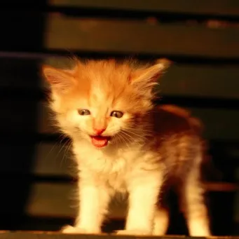 Tisztában vagyunk azzal, hogy miért a cica meows és hogy ez veszélyes (veszélyes) Tisztában vagyunk azzal, hogy miért a cica meows és nem veszélyes, ha az