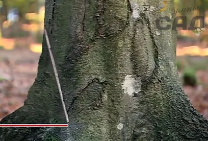 Tisztában vagyunk azzal, hogyan kell helyesen vágni egy fát láncfűrész gépek és tanácsadás (jobbra) Tisztában vagyunk azzal, hogyan kell helyesen vágni egy fát láncfűrész gépek és tanácsadás