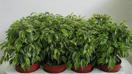 Szaporított ficus magad hatékony módszerek