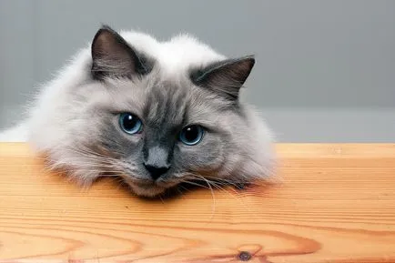 Ragdoll - 33 képek
