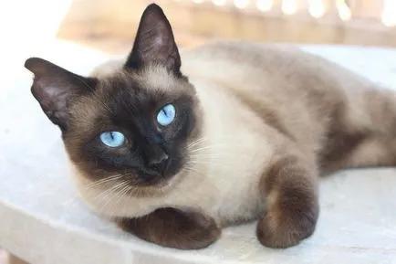 Ragdoll - 33 képek