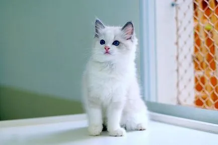 Ragdoll - 33 képek