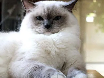 Ragdoll macska fotók, árak, fajta leírás, karakter, videó, óvodák - murkote körülbelül macskák és macskák