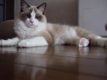 Ragdoll - 33 képek
