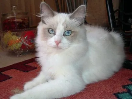 Ragdoll - 33 képek