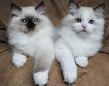 Ragdoll macska fotók, árak, fajta leírás, karakter, videó, óvodák - murkote körülbelül macskák és macskák