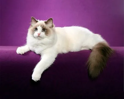 Ragdoll - 33 képek