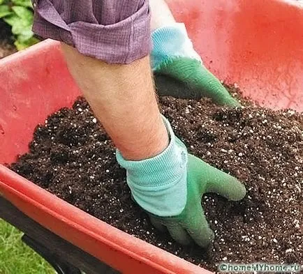 Növények az alpesi csúszda fényképet, és a nevét, példák sziklakertek