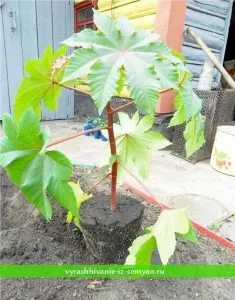 Hogyan növekszik ricinus