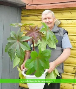 Hogyan növekszik ricinus