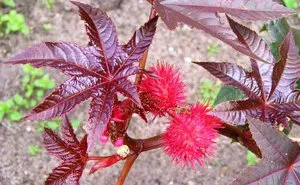 Hogyan növekszik a ricinus