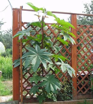 Hogyan növekszik a ricinus