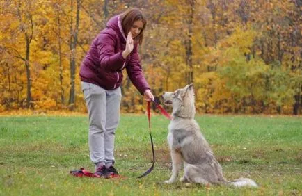 Állvány a kutya