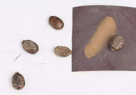 Hogyan növekszik a ricinus