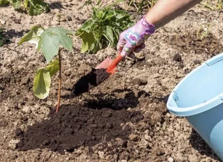 Hogyan növekszik a ricinus