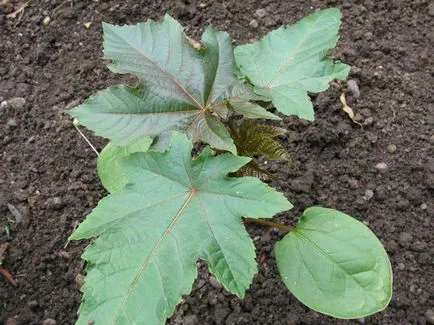Hogyan növekszik a ricinus Hogyan növekszik a ricinus