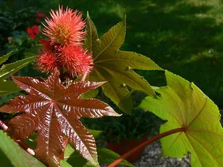 Hogyan növekszik a ricinus Hogyan növekszik a ricinus