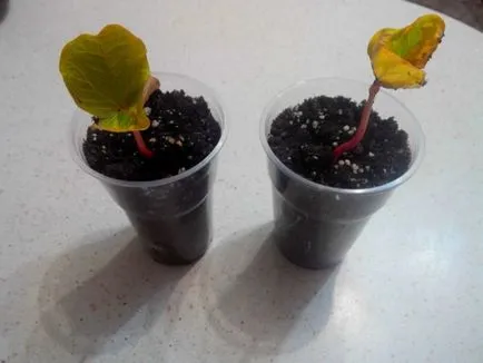Hogyan növekszik a ricinus Hogyan növekszik a ricinus