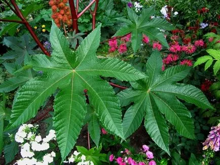 Hogyan növekszik a ricinus Hogyan növekszik a ricinus