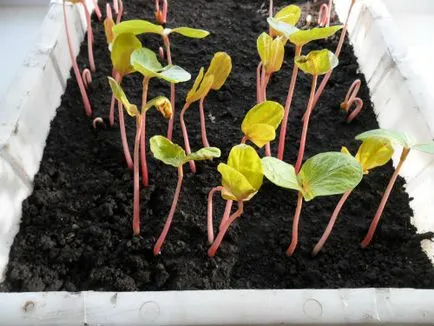 Hogyan növekszik a ricinus Hogyan növekszik a ricinus