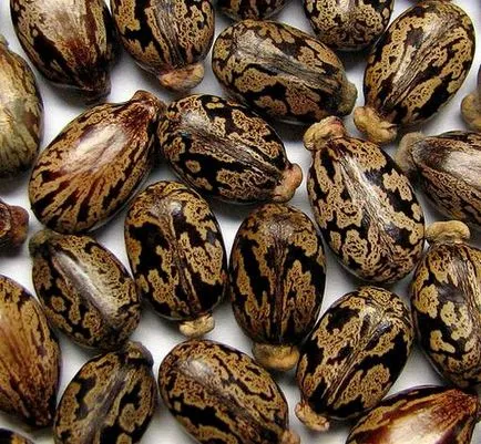 Hogyan növekszik a ricinus Hogyan növekszik a ricinus